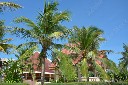 tropical resort with trees and villa in sunny day