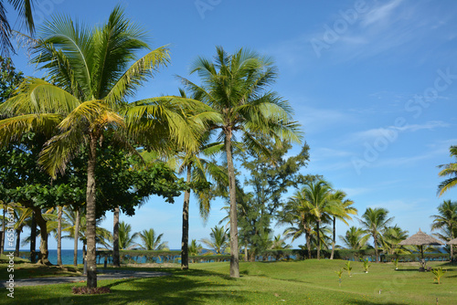 palm trees in the park in sunny day