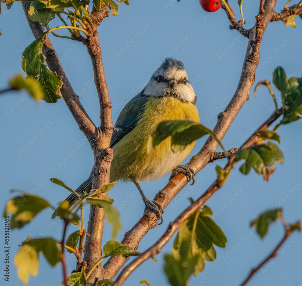 Obraz premium yellow headed woodpecker