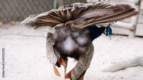 Slow motion of colourful male peacock without any long tail preening or cleaning or organizing his plumage with his beak. Interesting view from behind, fluffy butt feathers. Animal behaviour concept.