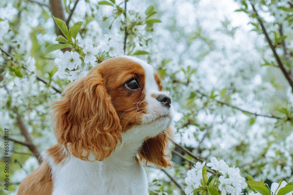 Very beautiful puppy girl cavalier King Charles spaniel on background of blooming spring trees in morning in garden.