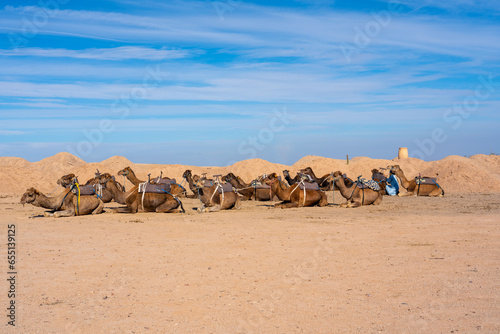 Morocco, a camel herd resting in the desertic landscape in Agafay near Marrakech.  photo