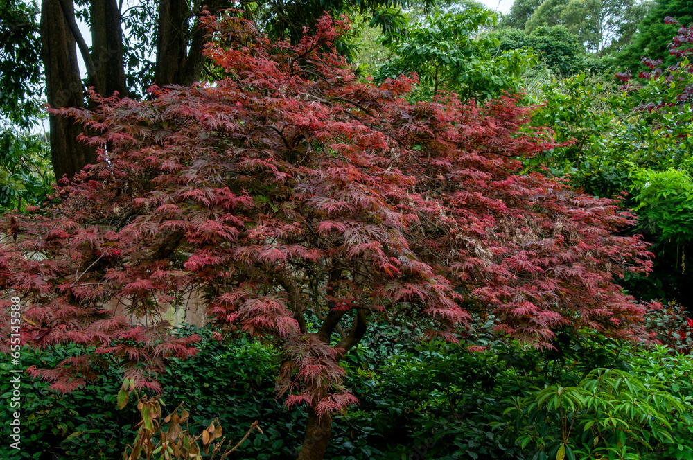 Sydney Australia, red foliage of a laceleaf japanese maple Sydney Australia, red foliage of a laceleaf japanese maple