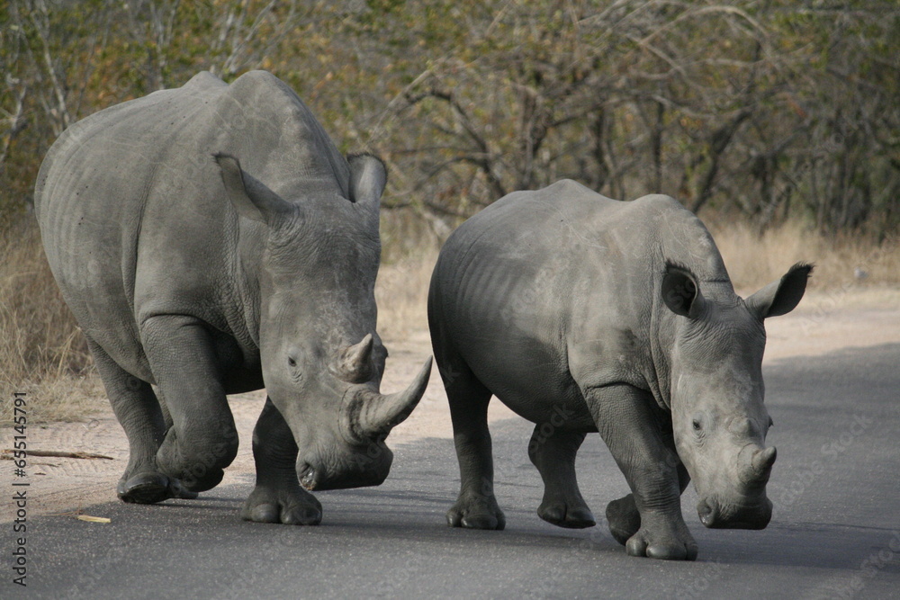 Fototapeta premium White Rhinoceros Female and Baby in Kruger National Park