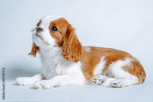 Adorable two-month-old puppy Cavalier King Charles spaniel lies in studio on blue background with his head up.