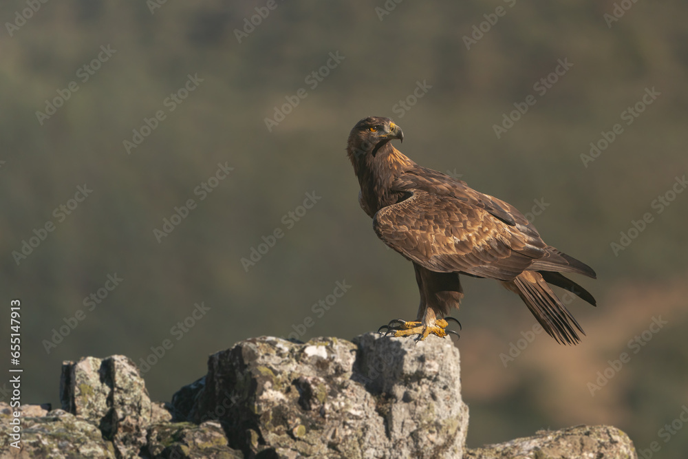 Fototapeta premium Wild golden eagle perched on a rock in summer in Andujar, Spain. 