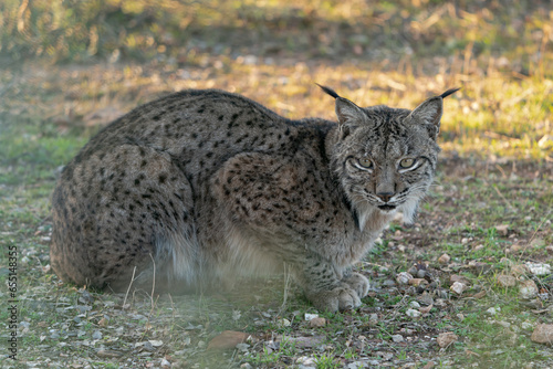 Portrait of an Iberian Lynx in Andujar, Spain