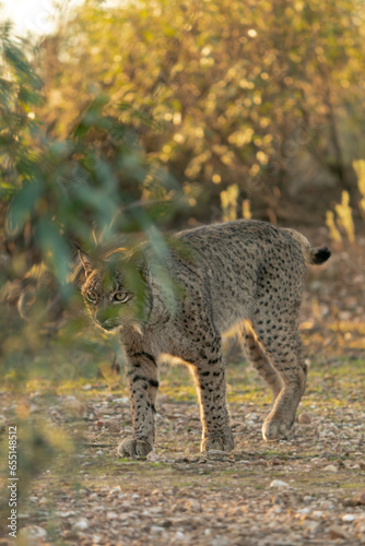 Wild young Iberian Lynx walking through some bushes at sunset in Andujar
