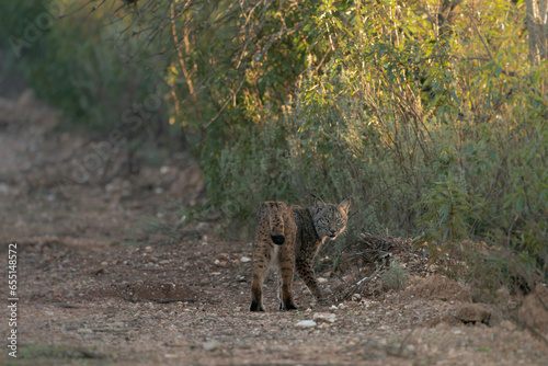 Wild young Iberian Lynx walking through some bushes at sunset in Andujar