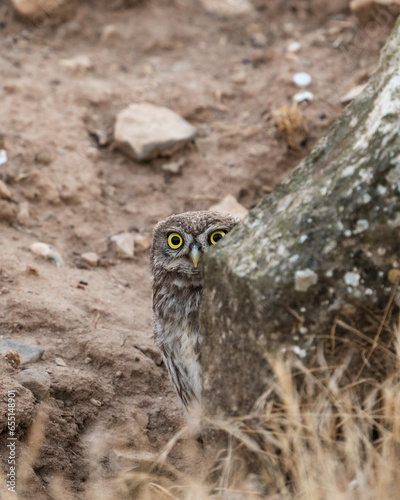 Wild little owl hiding behind a rock and looking at the camera with big eyes 