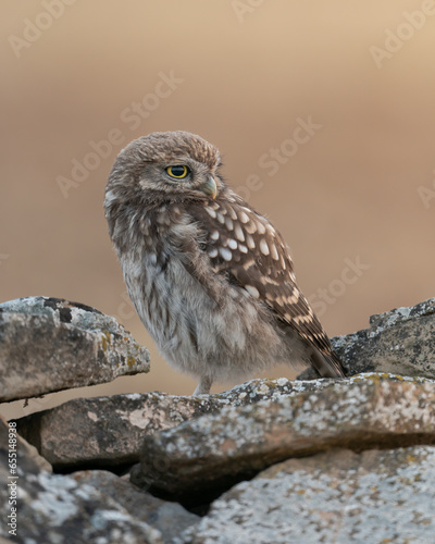 Portrait of a wild little owl perched on a rock in autumn in Catalonia. 