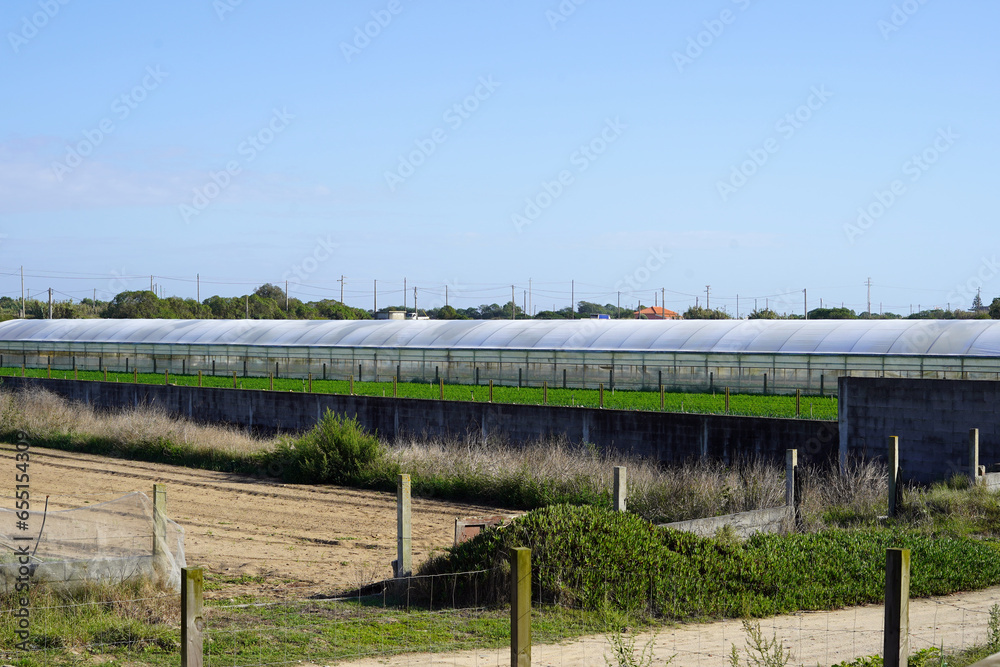 Long greenhouses in which vegetables are grown.