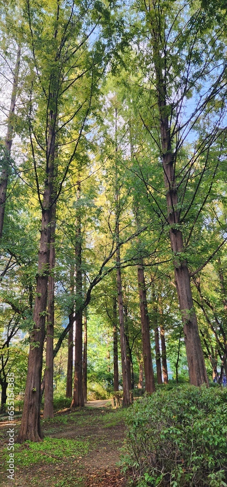 forest in autumn forest in autumn