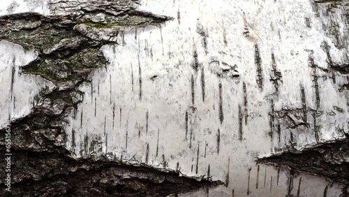 Pattern of the Silver Birch bark. Dolly shooting.
