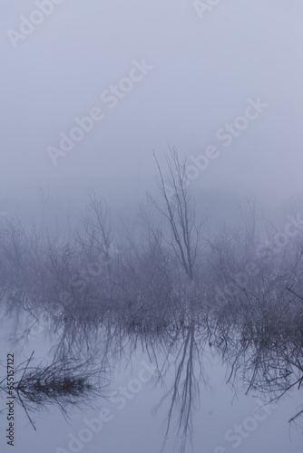 Trees in the fog on the river bank. Winter landscape.