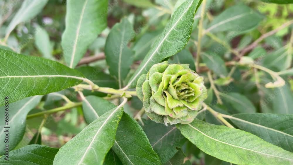 Deformed willow tree sapling leaves look like green rose Deformed willow tree sapling leaves look like green rose