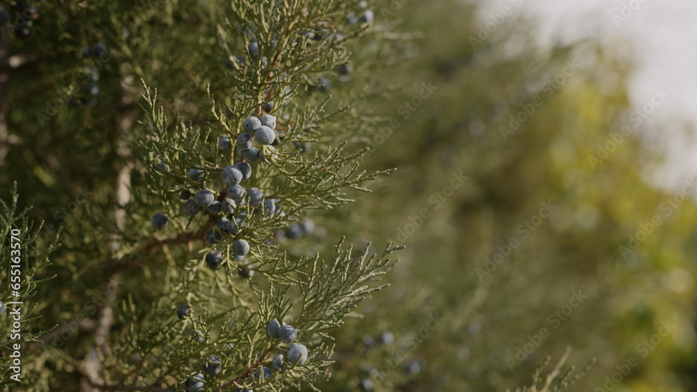 Slow motion closeup shot of juniper tree with berries Slow motion closeup shot of juniper tree with berries