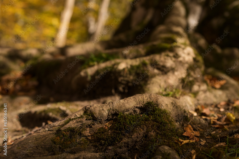 Closeup shot of tree with exposed roots in a forest in october Closeup shot of tree with exposed roots in a forest in october