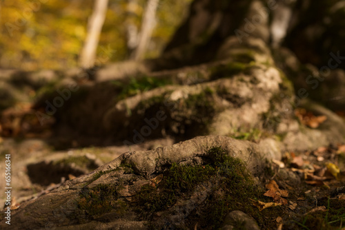 Closeup shot of tree with exposed roots in a forest in october