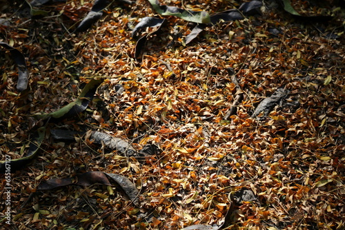 autumn background, fallen leaves in the sun's rays