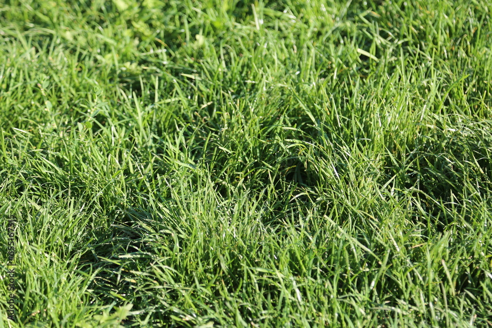 green grass in the wind green grass in the wind
