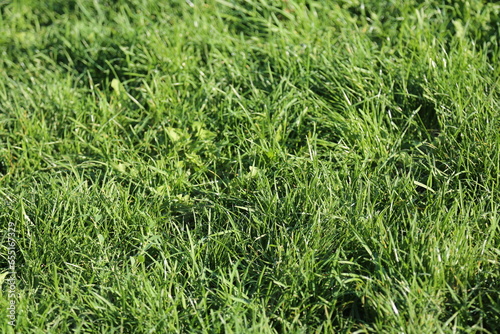 green grass background