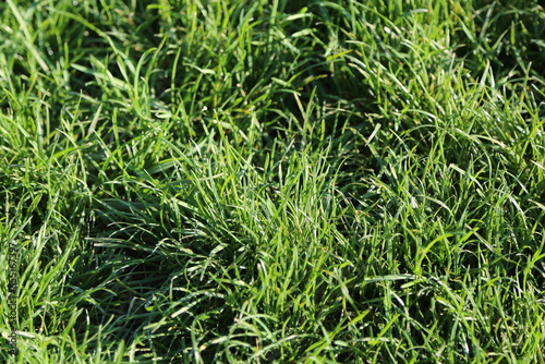 green grass texture