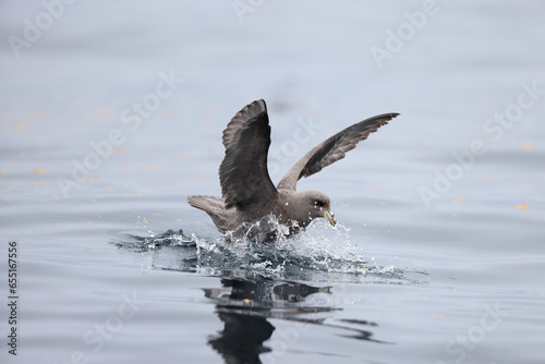 Bild auf Leinwand The northern fulmar (Fulmarus glacialis), fulmar, or Arctic fulmar in Japan