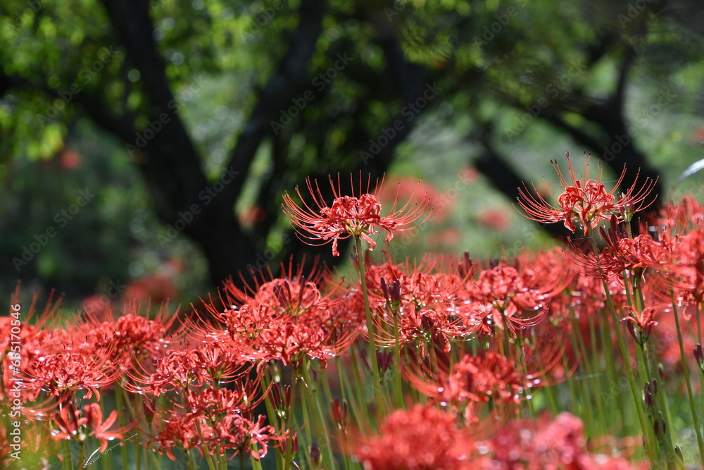 長野のお寺に咲く彼岸花