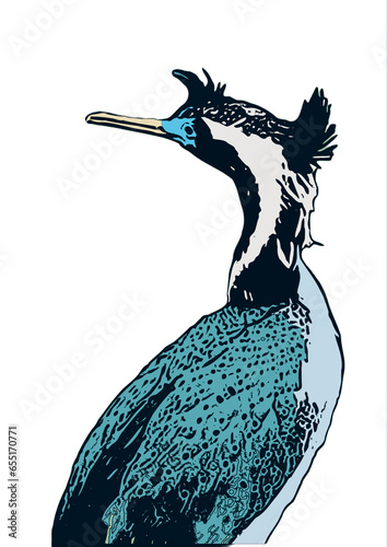 illustration of a spotted shag photo