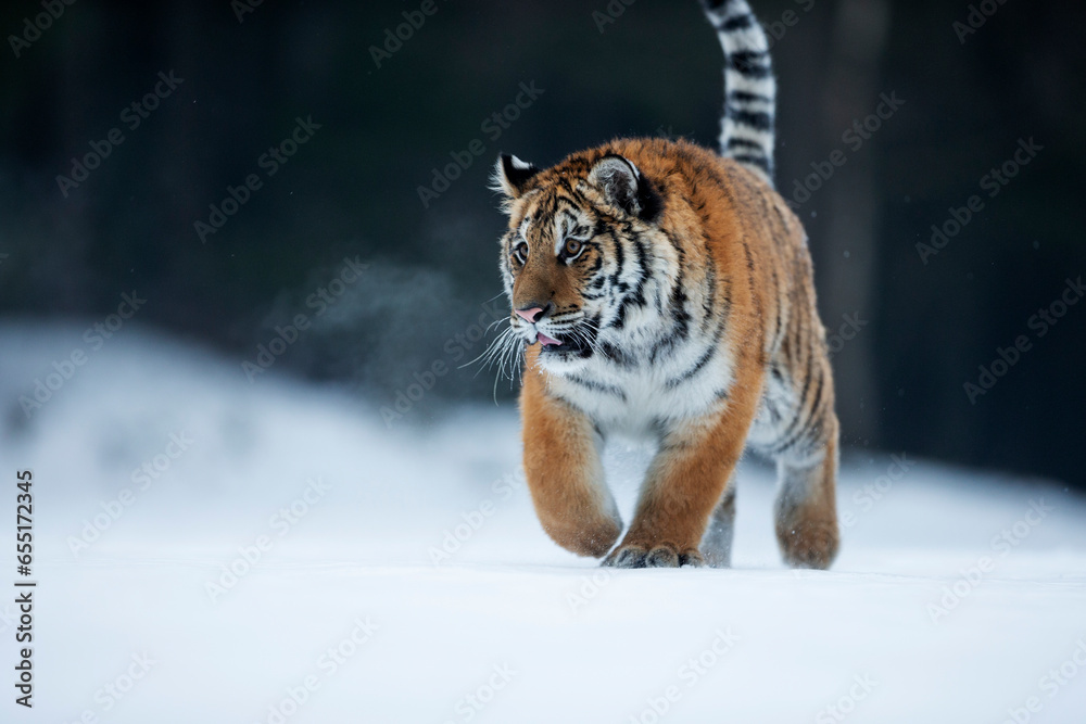 Obraz premium young siberian/bengal tiger, captive