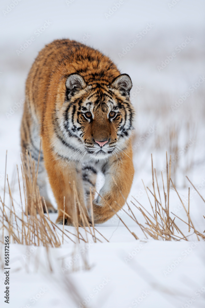 Obraz premium young siberian/bengal tiger, captive