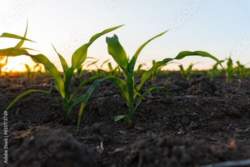 Green corn sprouts grow on a field in black soil. Corn field at sunset