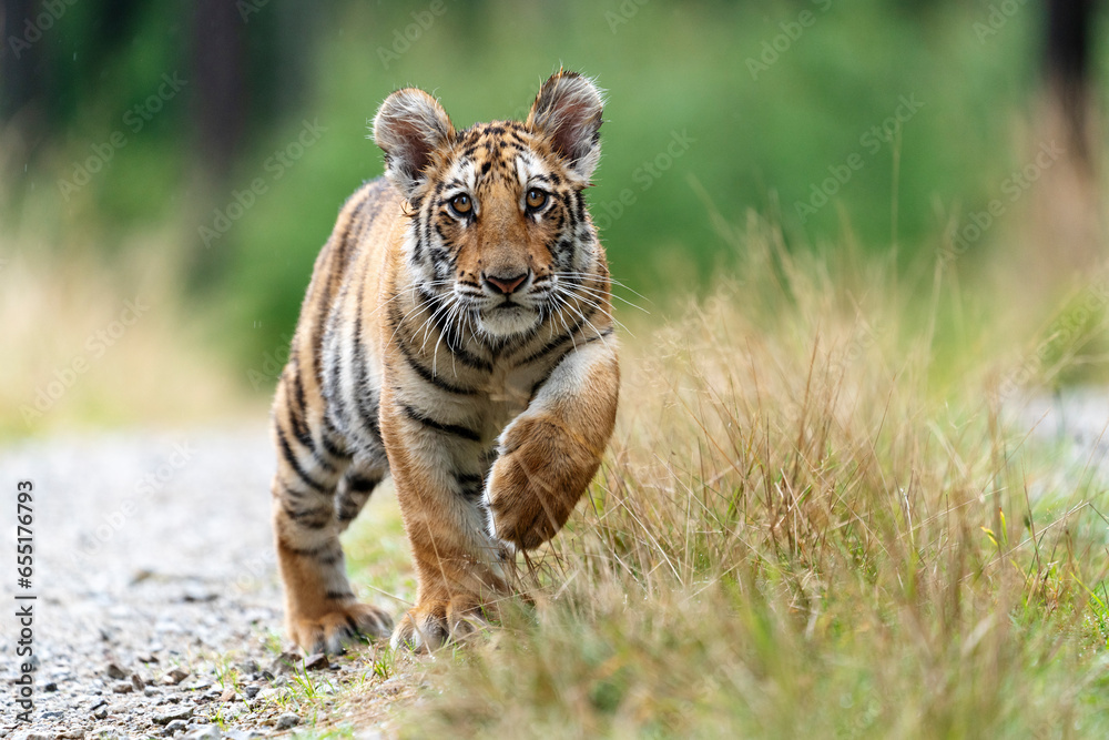 Obraz premium young siberian/bengal tiger, captive