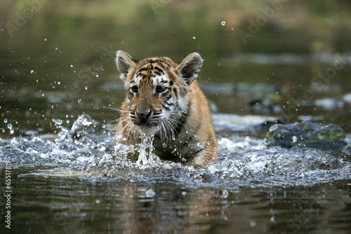 young siberian/bengal tiger, captive