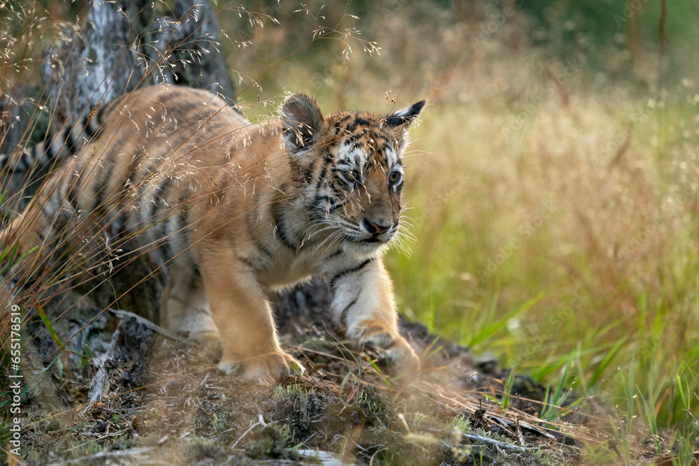 Obraz premium young siberian/bengal tiger, captive
