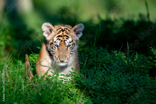 young siberian bengal tiger  captive