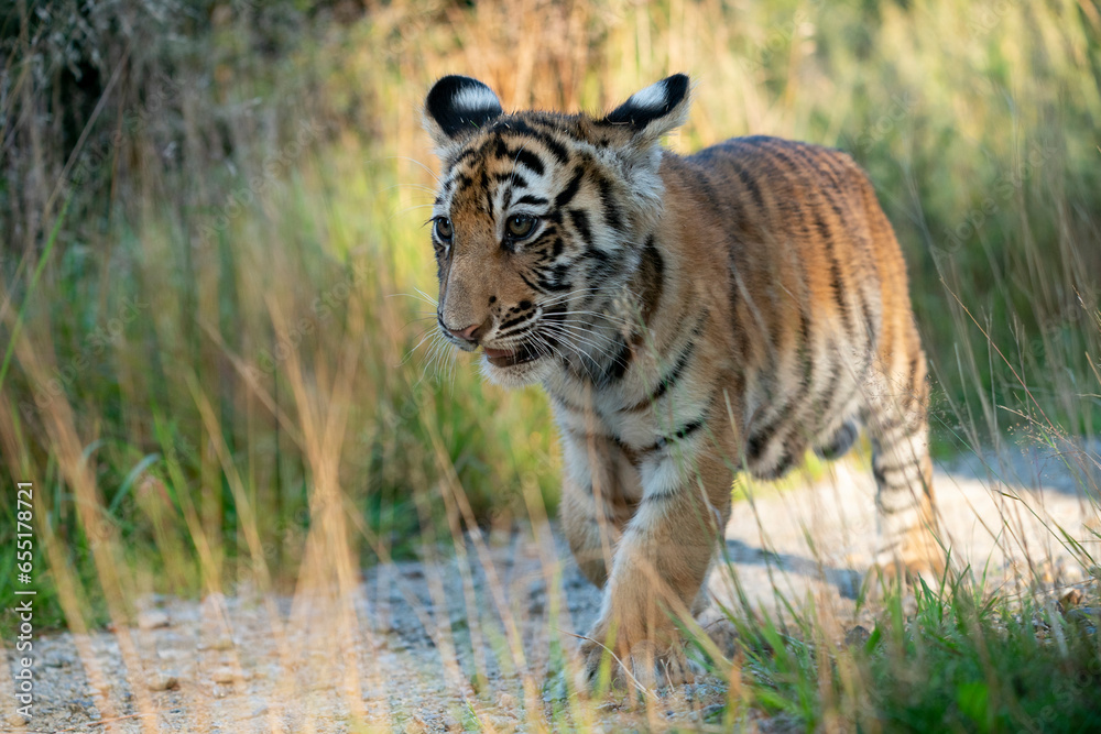 Obraz premium young siberian/bengal tiger, captive