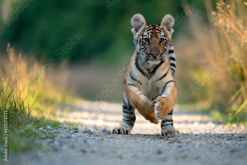 young siberian/bengal tiger, captive