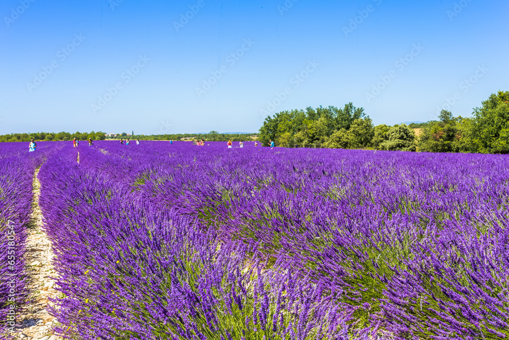 Naklejka premium Champ de lavande en Provence 