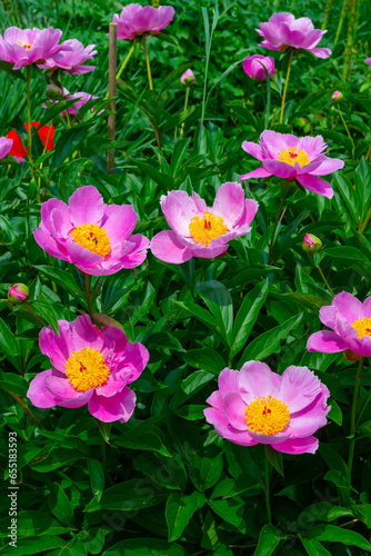 Tree peony in the garden  pink flowers close-up  Botanical Garden Ukraine