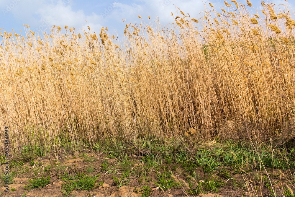 Fototapeta premium reeds in the wind