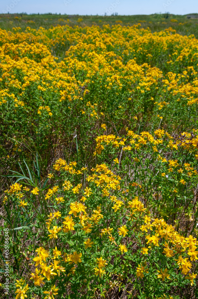 Hypericum perforatum - extensive thickets of medicinal plants on the island of Berezan, Ukraine
