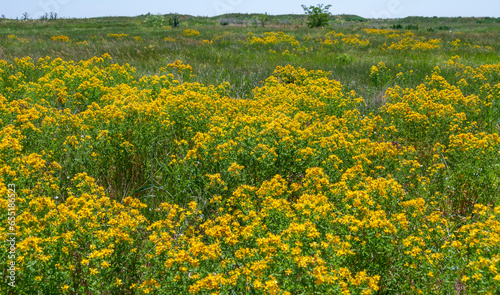Hypericum perforatum - extensive thickets of medicinal plants on the island of Berezan, Ukraine © Oleg Kovtun