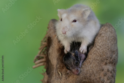 A female Campbell dwarf hamster is nursing her babies on a rotten bamboo tree trunk. This rodent has the scientific name Phodopus campbelli. 