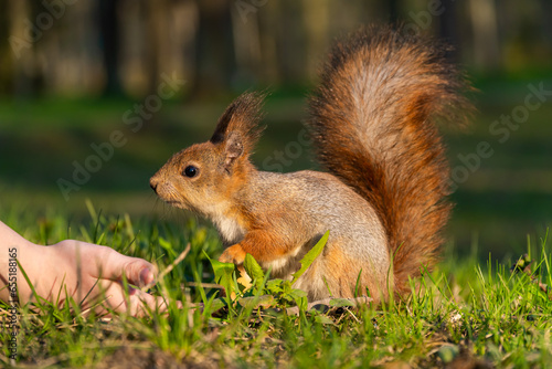 Russia. Peterhof. May 13, 2023. The squirrel eats seeds from his hand. © yurisuslov