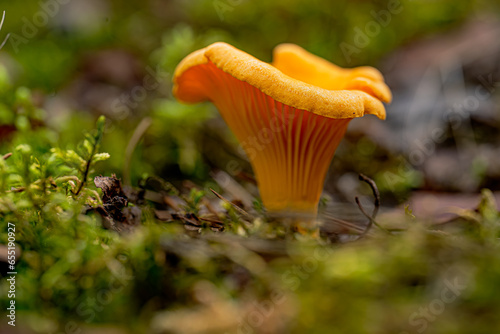 Mushrooms in macro photography with bokeh effect growing among green moss in the forest on a autumn day