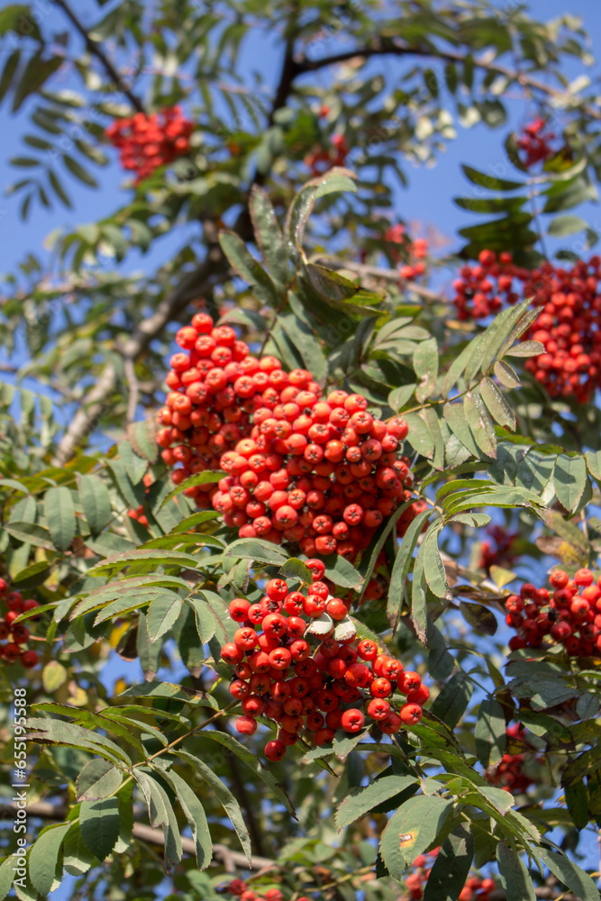 Sorbus aucuparia tree close up on sky background. Sorbus aucuparia tree close up on sky background.