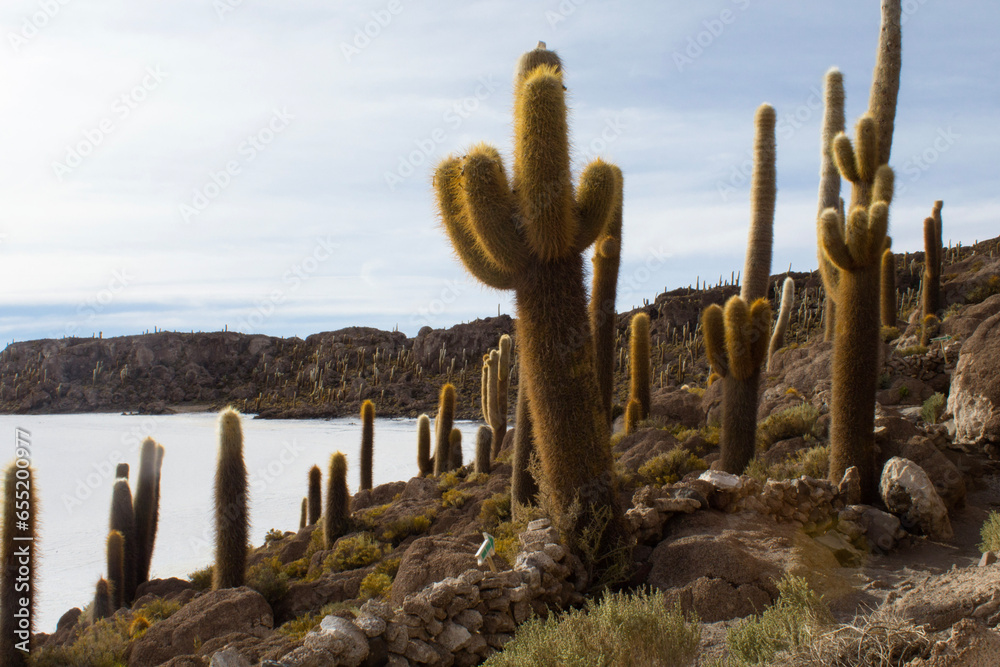 saguaro cactus in the island at Salar Uyuni saguaro cactus in the island at Salar Uyuni