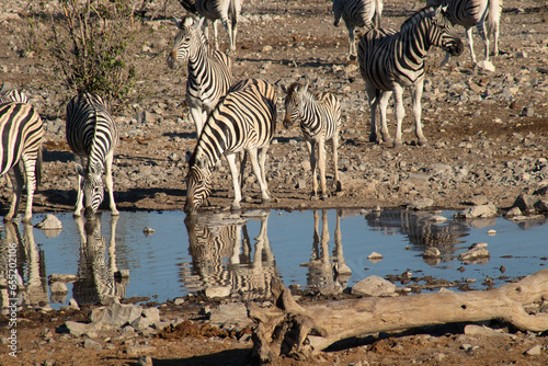 Zebras bebendo água photo